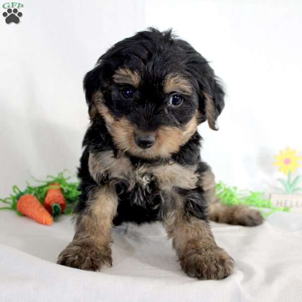 Ava, Yorkie Poo Puppy